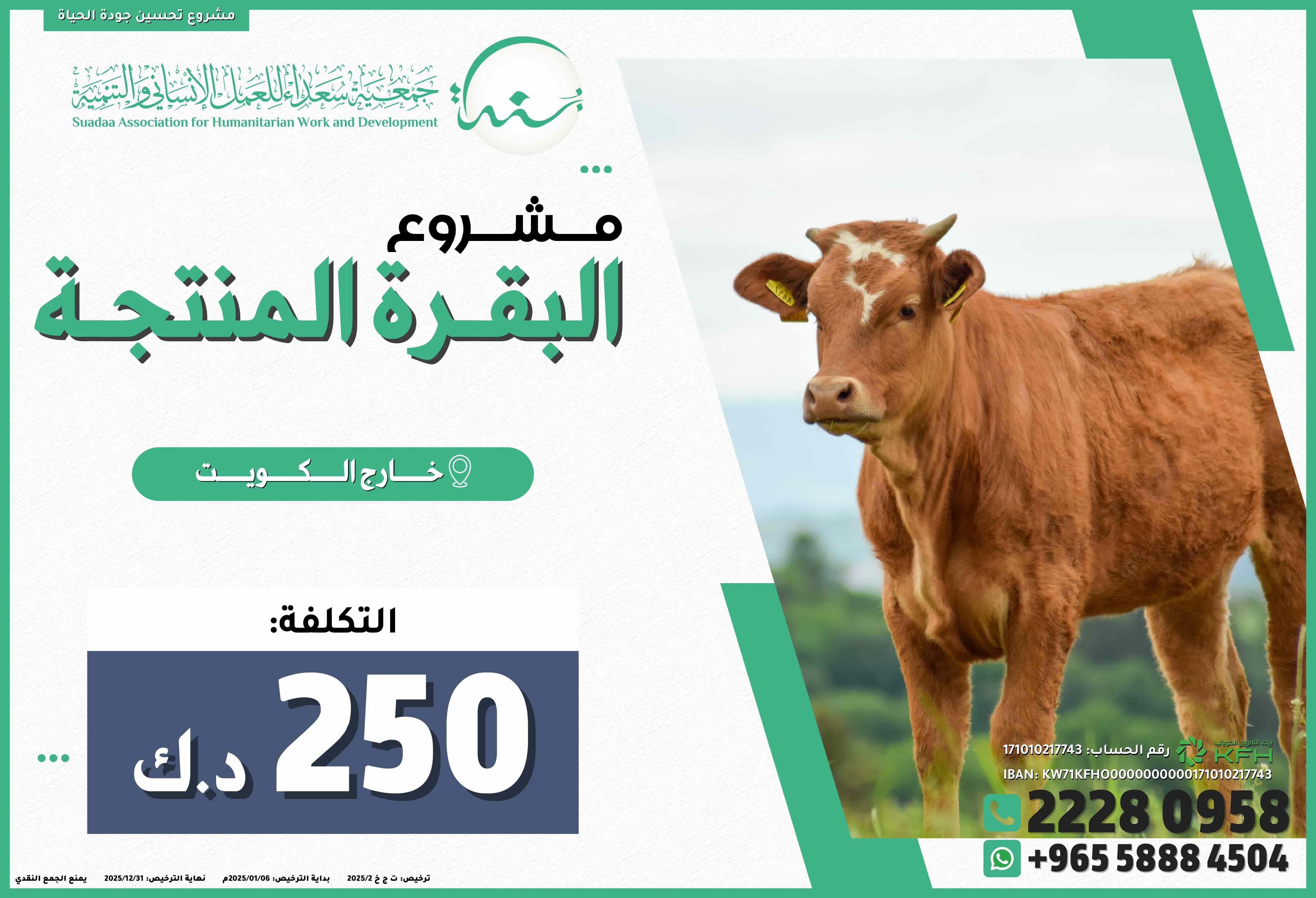 بقرة منتجة